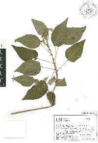 Croton ciliatoglandulifer image