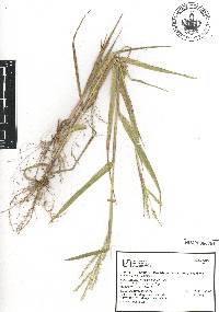 Urochloa plantaginea image