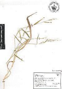 Urochloa plantaginea image