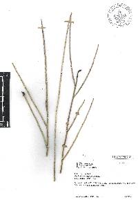 Euphorbia antisyphilitica image