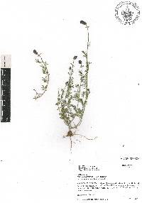 Dalea obreniformis image