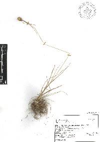 Cyperus seslerioides image