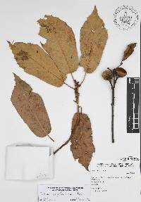 Quercus candicans image