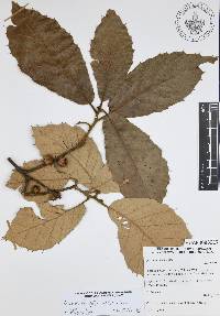 Quercus candicans image