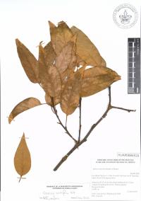 Quercus acutifolia image