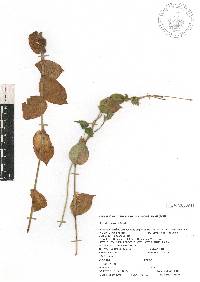 Tripogandra amplexicaulis image