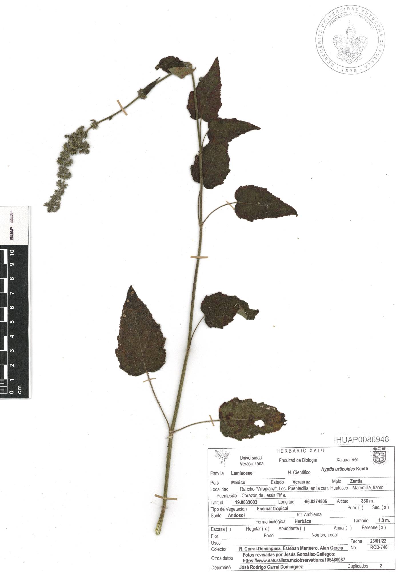 Mesosphaerum urticoides image