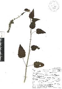 Mesosphaerum urticoides image