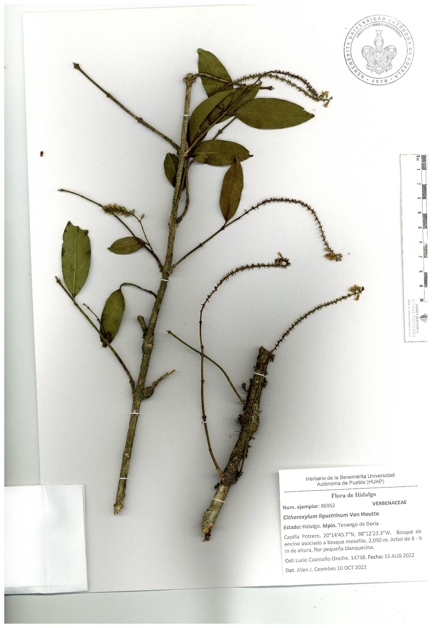 Citharexylum ligustrinum image