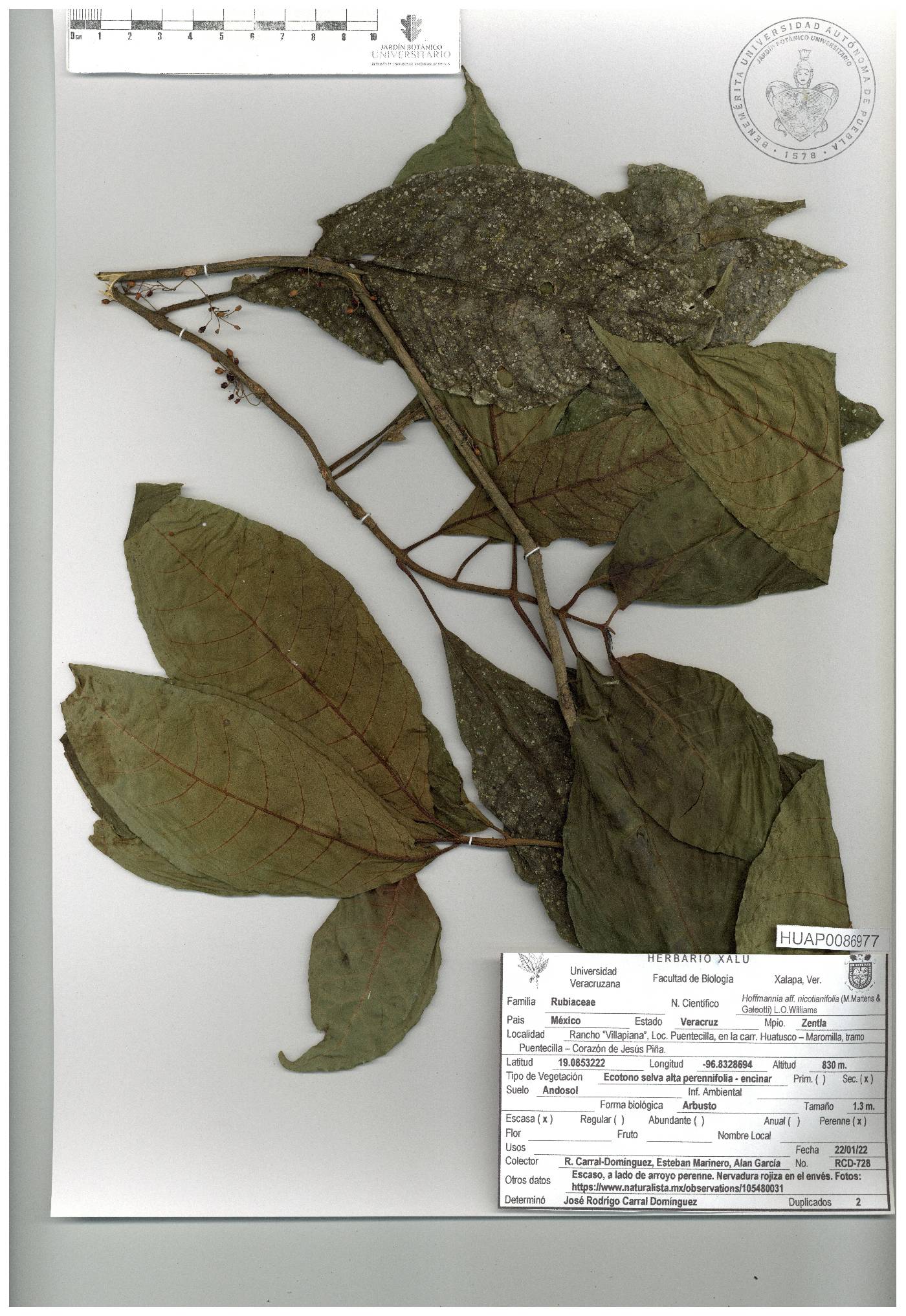 Hoffmannia nicotianifolia image