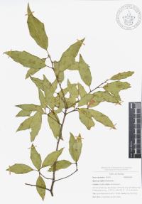 Quercus affinis image
