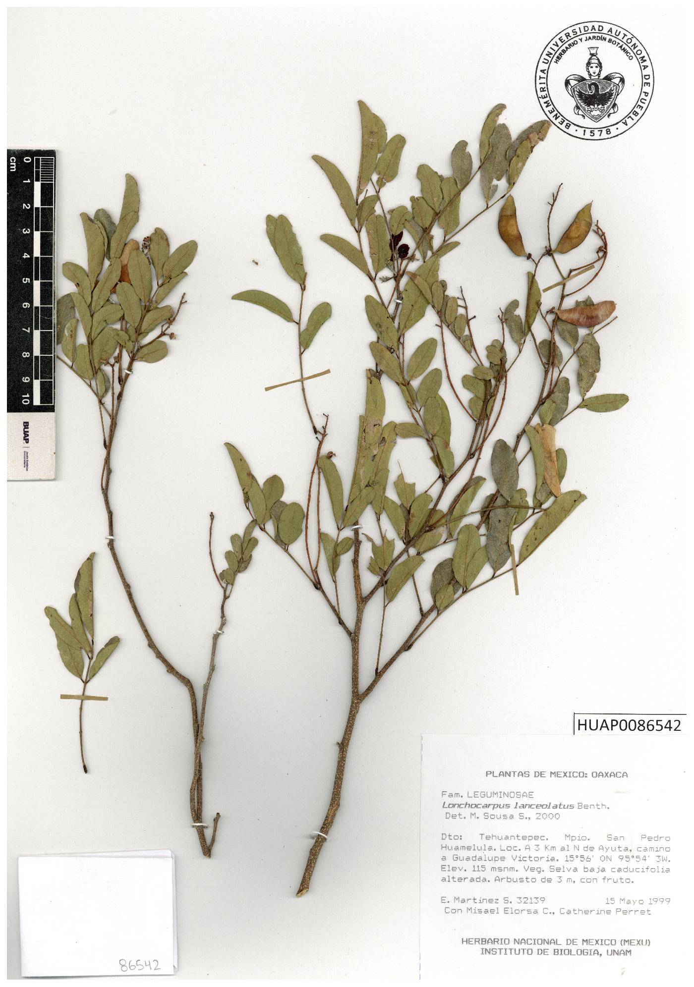 Lonchocarpus lanceolatus image