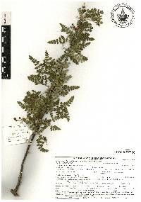 Bursera bipinnata image