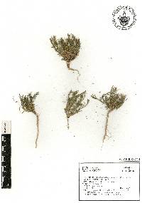 Cerdia virescens image