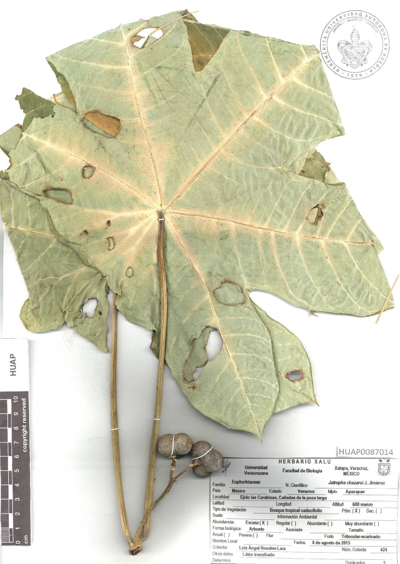 Jatropha chazaroi image