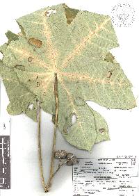 Jatropha chazaroi image