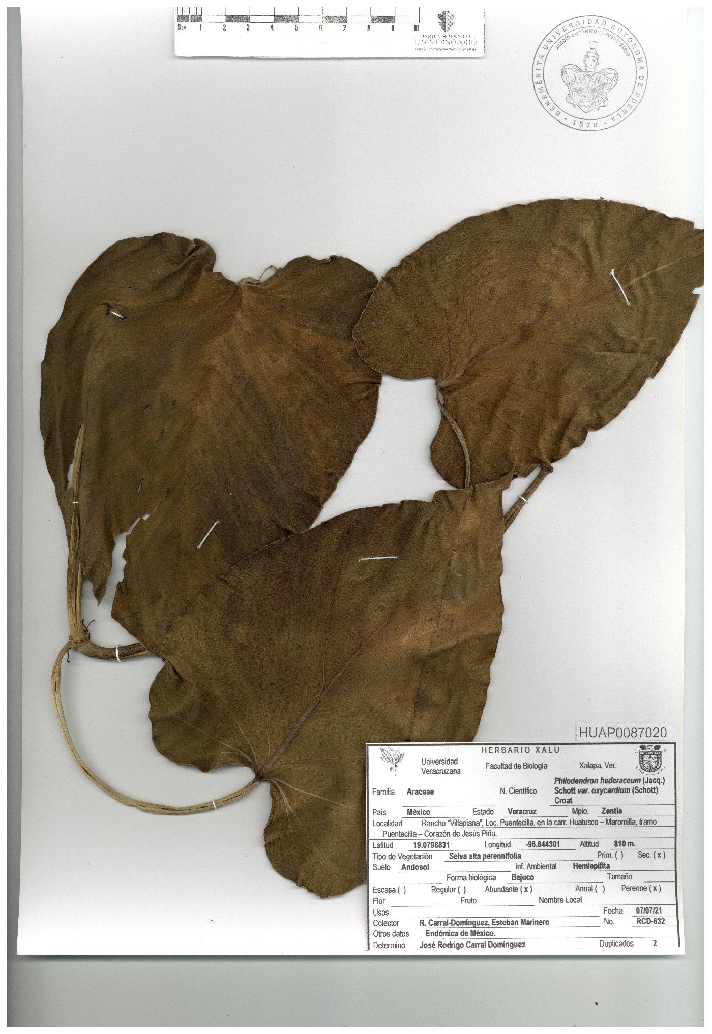 Philodendron hederaceum image