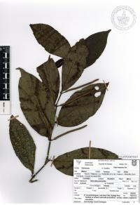 Piper hispidum image