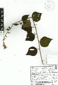 Triumfetta speciosa image