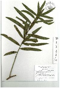 Podocarpus matudae subsp. matudae image