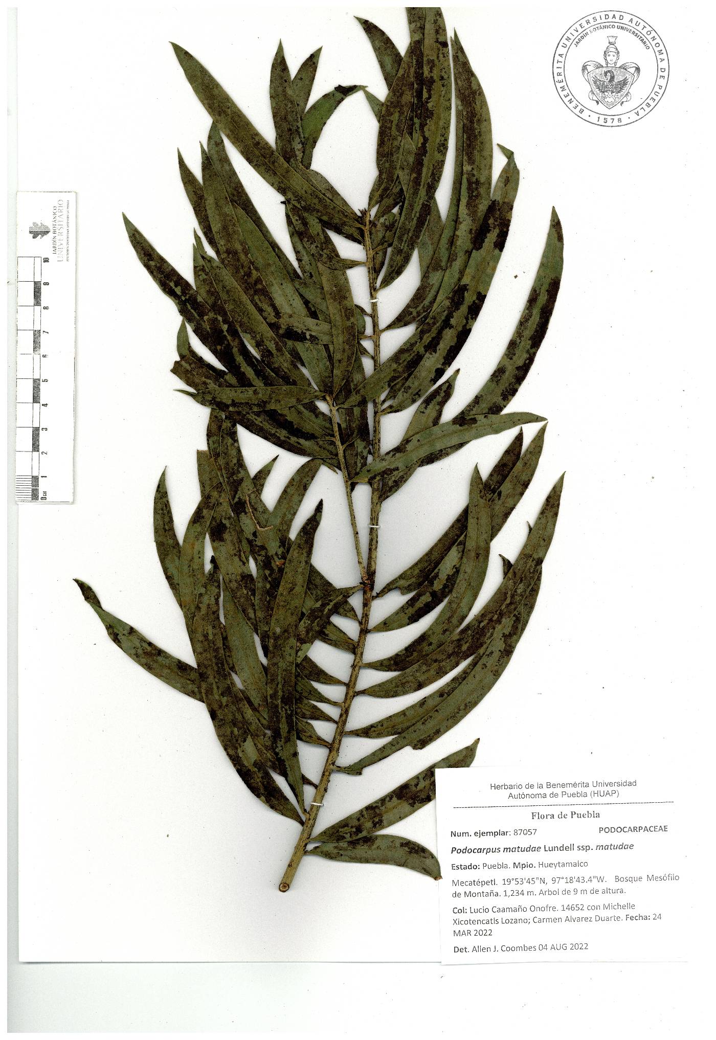 Podocarpus matudae image