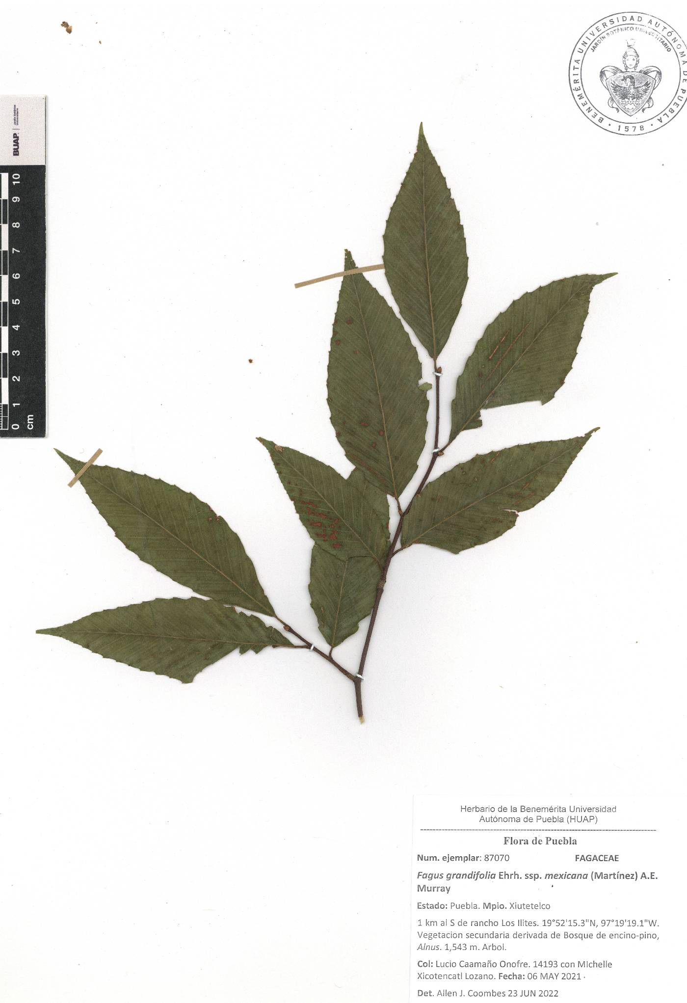 Fagus grandifolia subsp. mexicana image