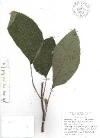 Solenophora tuxtlensis image