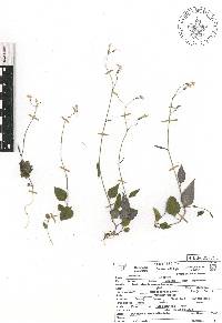 Image of Lobelia biflora