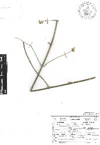 Euphorbia cymosa image