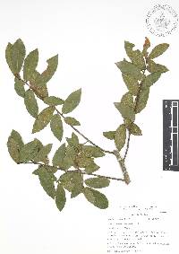 Quercus acherdophylla image