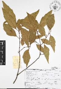 Quercus affinis image