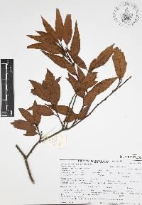 Quercus affinis image