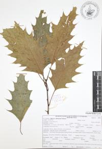 Quercus albocincta image