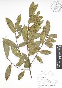 Quercus acherdophylla image