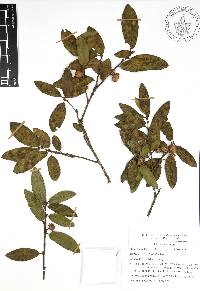 Quercus acherdophylla image