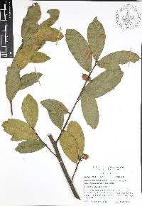 Quercus acherdophylla image