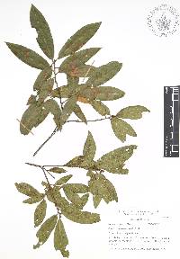 Quercus acherdophylla image