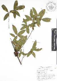 Quercus acherdophylla image