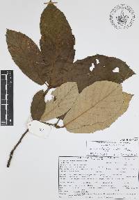 Quercus candicans image