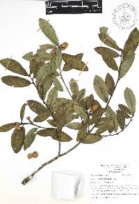 Quercus acherdophylla image