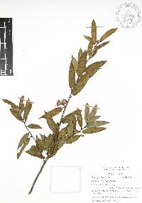 Quercus acherdophylla image