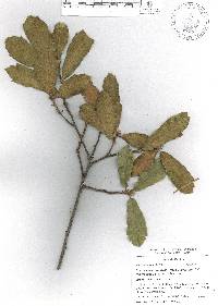 Quercus acherdophylla image