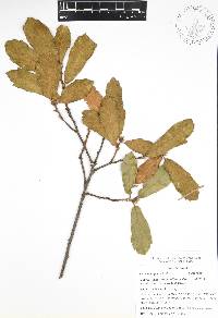 Quercus acherdophylla image