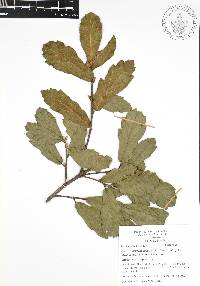 Quercus acherdophylla image