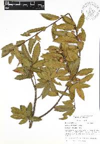 Quercus acherdophylla image