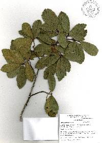 Quercus acherdophylla image