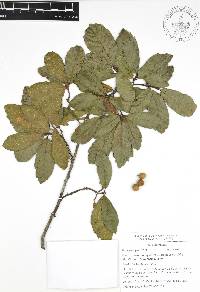 Quercus acherdophylla image