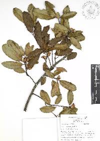 Quercus acherdophylla image