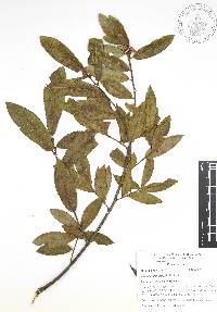 Quercus acherdophylla image