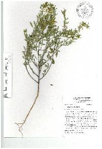 Crotalaria pumila image